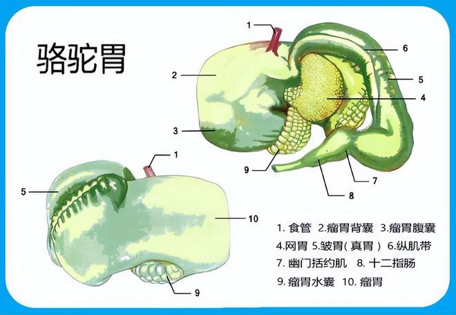掌为什么不会有事？它的胃什么做的？J9九游会骆驼像嚼口香糖一样吃仙人(图17)